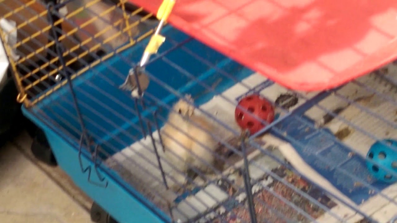 Chicken fight club (my first video ) YouTube