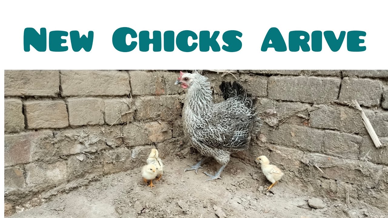 Murgi ne Bache nical liya 