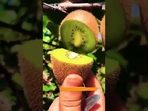 فاكهة  كيوي