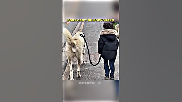 Dogs Can