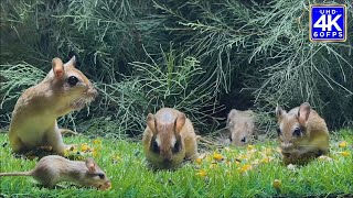 Cat TV for cats to watch - mouse jerry hole hide \& seek and Play in Group for Cats - 10 hour 4k UHD