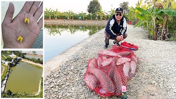 Mồi câu trắm trắng - Chia sẻ kinh nghiệm câu cá trắm trắng hiệu quả