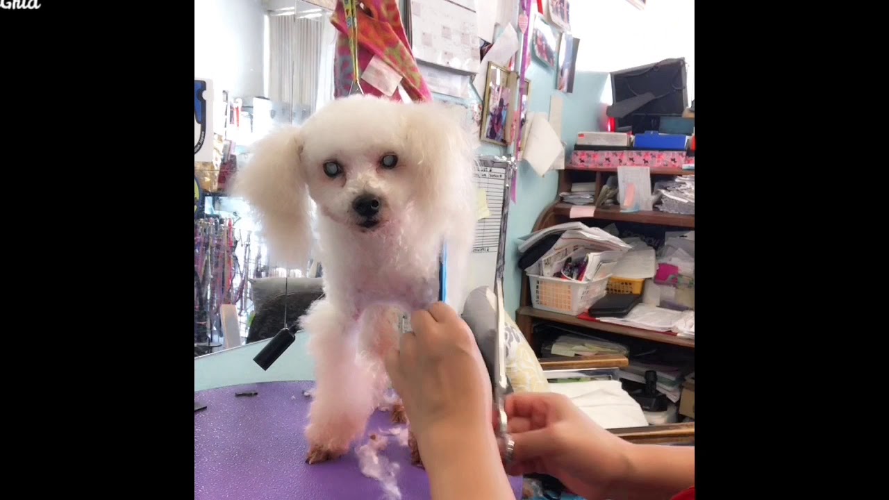 Senior Dog Grooming By KMDOG YouTube