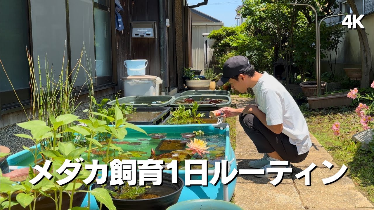 【ビオトープ】僕はこんな感じでメダカ飼育しています メダカのお世話1日ルーティン