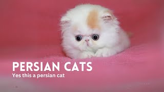 Persian Cat Breed Guide: Everything You Need to Know . Iran's plushies.