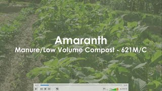 Amaranth - Manure 621Mc