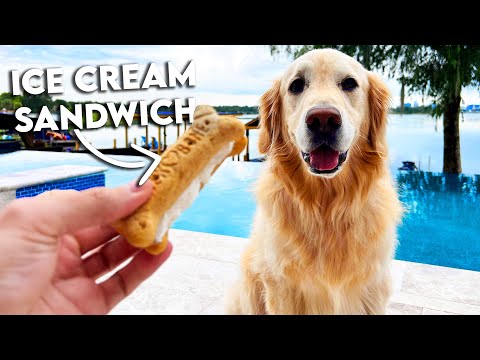 Vídeo: Baga Receita Dog Tratar Wholesome