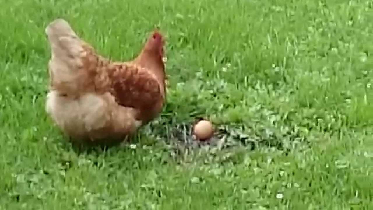 Chicken eats egg. - YouTube