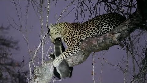 Leopard Attacks Honey Badger !!