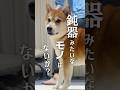 臭鬼2026梅雨の陣#柴犬