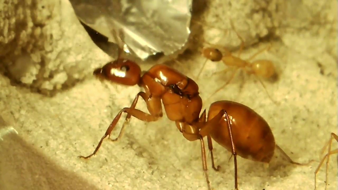 Camponotus castaneus first colony meal