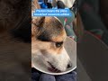He waited so patiently for mom to finish, and he made sure to lick every inch