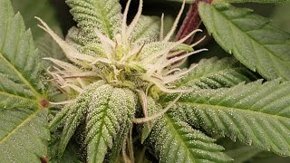 Indoor Cannabis Grow 🕷🍒 🎼 Week1 Flower 🍇🦍🍬 My Grape Gorilla Candy 👍🏿👀 Frost Showing 🧊 SE5000 🕷