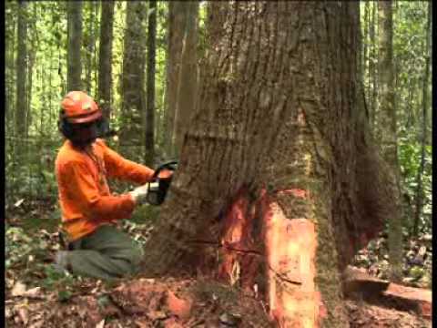 Vídeo: Como Usar Madeira, Mas Não árvores