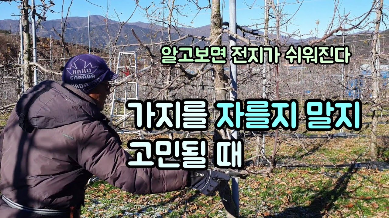 안정된 사과나무 전지법 3