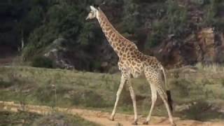 The Almost Safari Accident Garden Route 2018