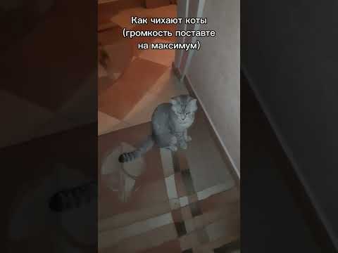 Чихает кот что делать