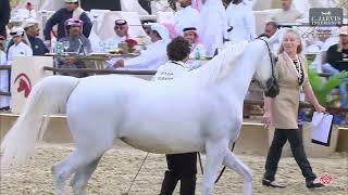 N 60 Zenobia Al Waab 12Th Qatar International Arabian Peninsula Horse Show 2023 Fillies 3 Years