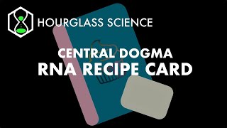 CENTRAL DOGMA  E2  - RNA Recipe Card