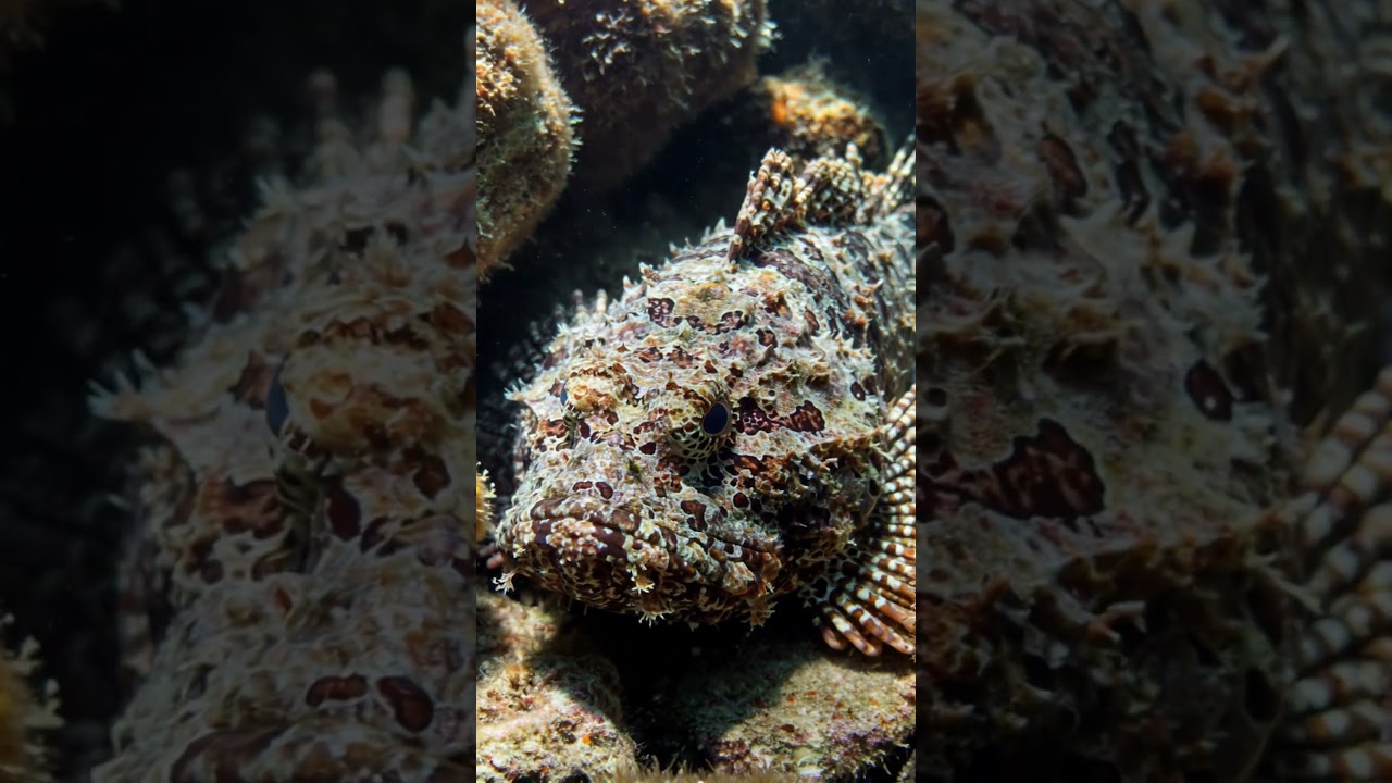 Up Close with a Wild Scorpionfish! 🐟👀🌊 