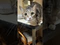 ひっくり返った扇風機の変な動きを見た黒猫の黒夢とキジシロのルル。ルルのビックリした表情がｗ