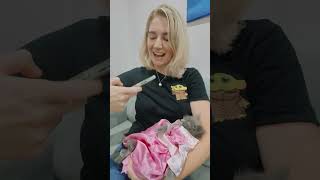 Cat In Sleeping Beauty Princess Dress. Cute Cat, Cute Kitten