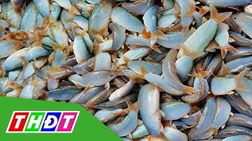 750.000 đồng một ký cá heo nước ngọt | THDT