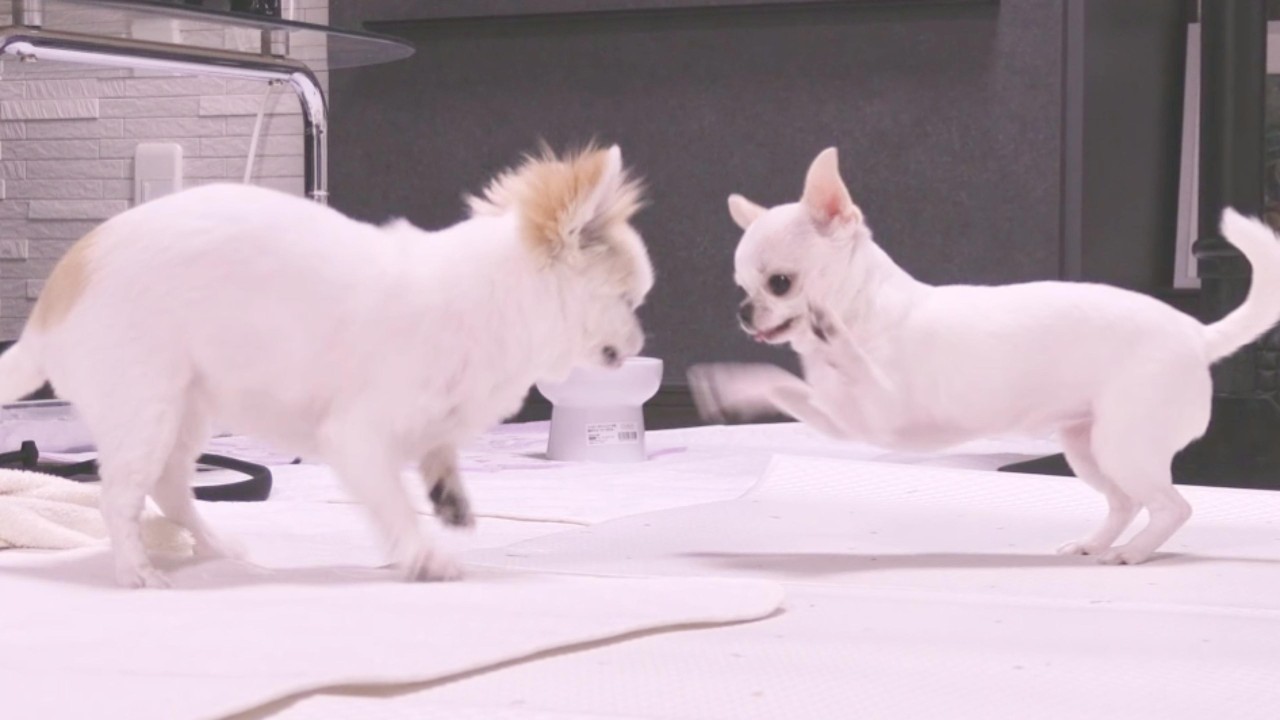 The older Chihuahua confused by the puppy's sudden change in