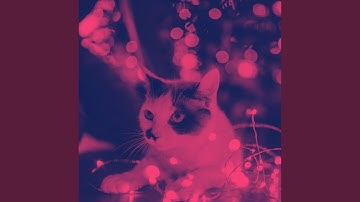 Classic Moods for Lazy Cat Days