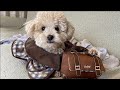 愛犬と探偵ごっこしたら可愛すぎた【ドギーボックス】