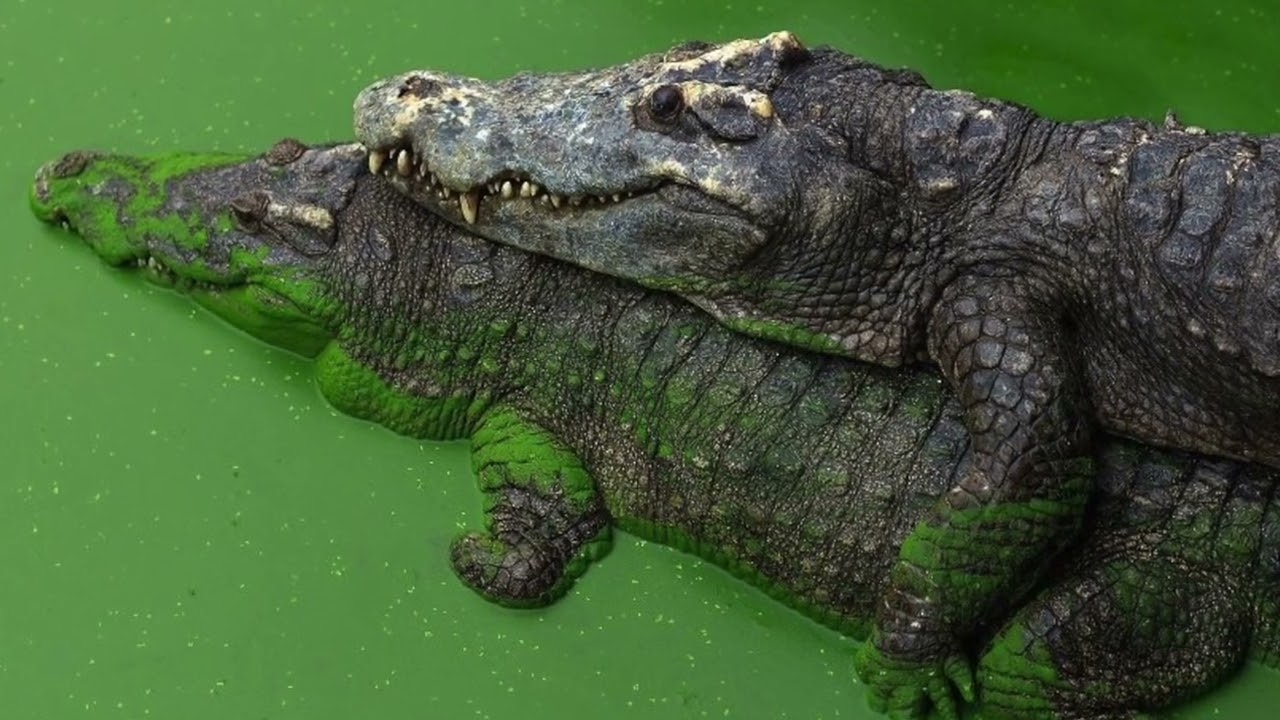 Animal Byte: Black Caiman (Melanosuchus niger)