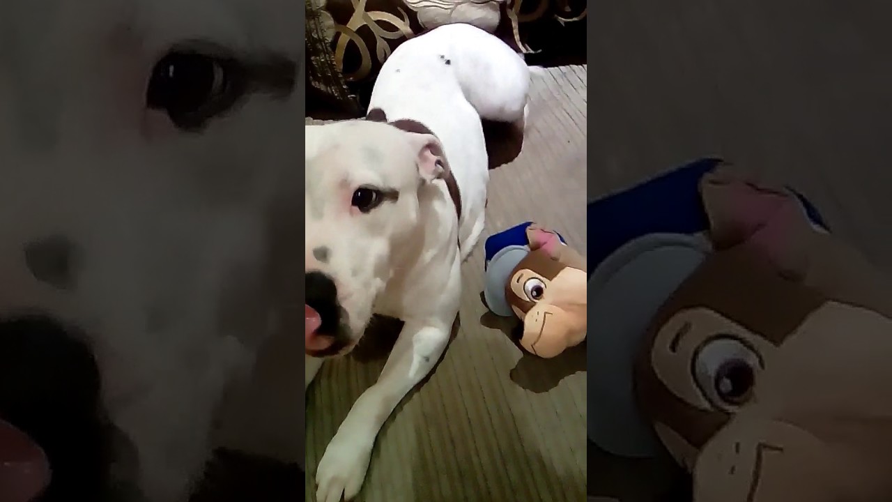 Funny dog 