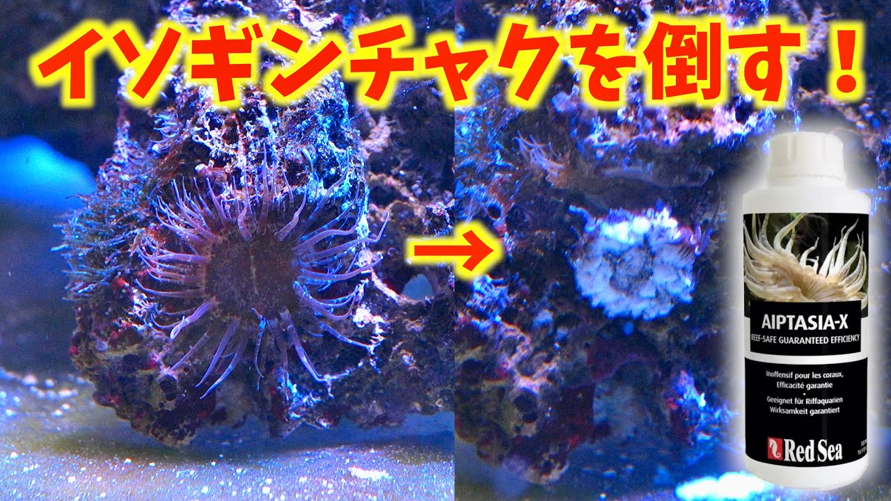 【カーリー】水槽に生えたイソギンチャクを一瞬で消す方法