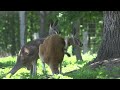 Osphranter (Macropus)  rufus - Кенгуру рудий -  Red kangaroo