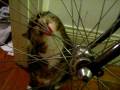 Stinky the cat: licking my bike