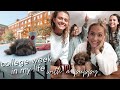 college week in my life with a puppy! class, training & halloween