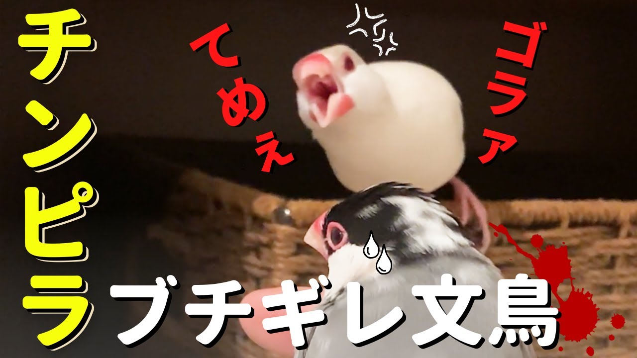 【チンピラ文鳥】怒る文鳥がおもしろこわくてクセになるwww Angry Java sparrow