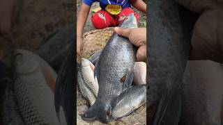 পুকুরের তাজা মাছ | Fresh pond fish 🐟 just caught