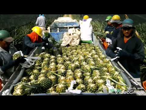 Así se cosecha i se estriba piña en Honduras - YouTube