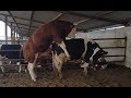 Bulls & Cows Real Farming 2019 - New Bulls Meet Cows First Time #05