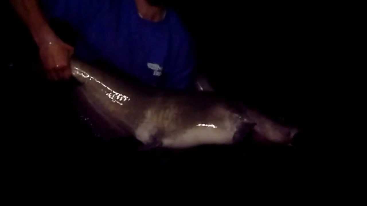 Kelsey Catching a 38" Catfish YouTube