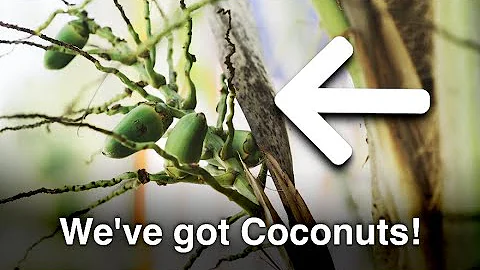 When Will My Coconut Palm Start to Produce?