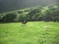 Barrel horse tries to jump logs