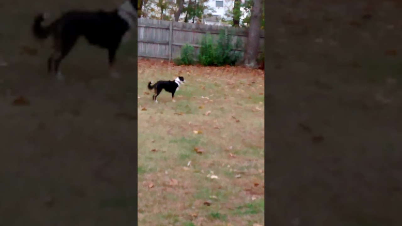 australian shepherd jack russell terrier australian shepherd and dachshund rat terrier mix keep playing australian shepherd jack russell terrier australian shepherd and dachshund rat terrier mix keep playing