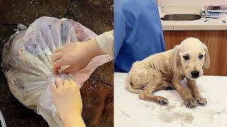 Sick dog tied in a sack was tossed into trash can by owner, howling in pain for help from passersby
