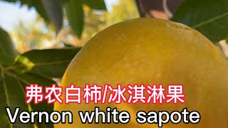 白柿/冰淇淋果/香肉果/白人心果/墨西哥苹果，弗农白柿的生长，收获和品尝。Growing ,Harvesting and Tasting of Vernon White Sapote
