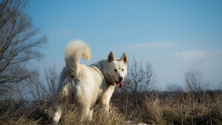 The Science Behind Siberian Husky Behavior by USA Pup Patrol 4 views 5 days ago 4 minutes, 24 seconds
