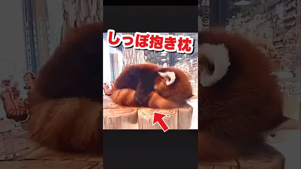 自分の尻尾を抱き枕にするレッサーパンダが可愛いすぎる #かわいい動物動画 #おもしろ動物動画 #レッサーパンダ