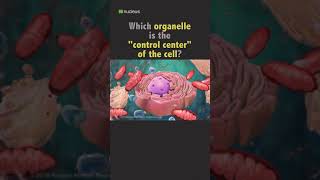 Biology Quiz: Which organelle is the &quot;control center&quot;? #shorts
