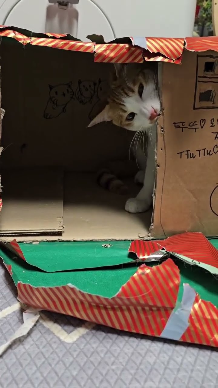 Très drôle le chat Funny